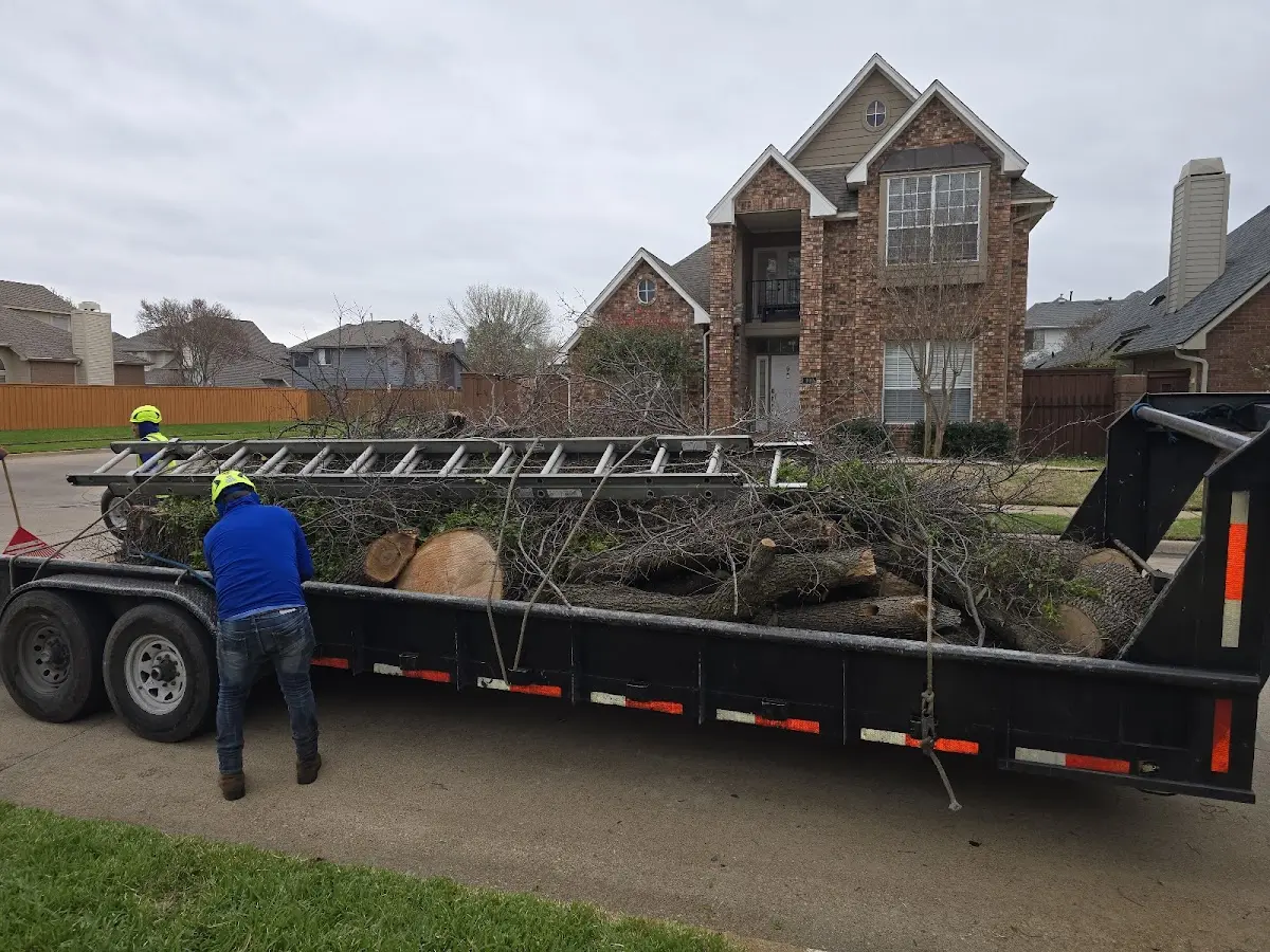 Expert Tree Removal with proper safety equipment in Jefferson